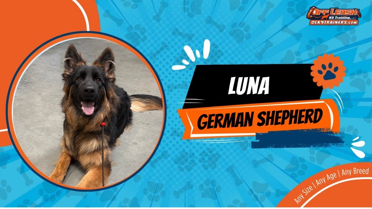 German shepherd🐶🦮Off leash Dog Training / Obedience Training 🦮🐶