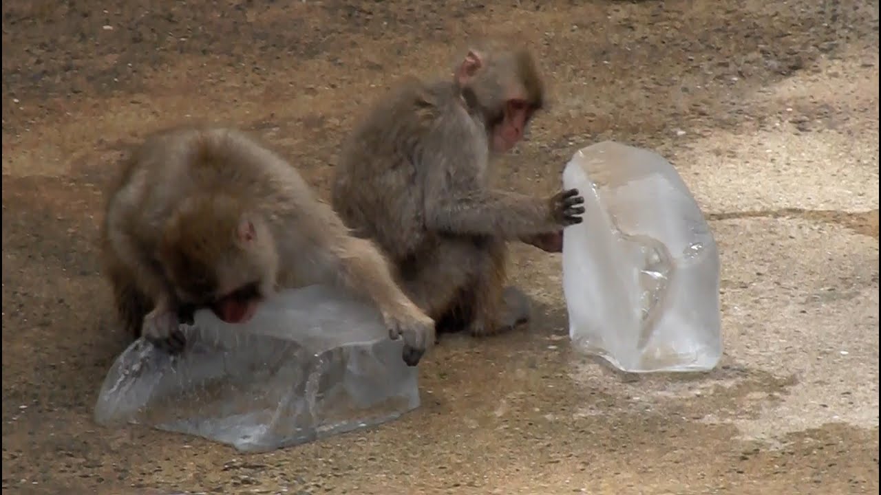福岡市動植物園 (2008.8.9)