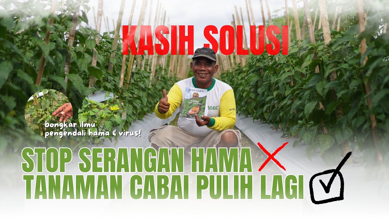 PUSING HAMA TUNGAU UDAH KEBAL OBAT‼️BEGINI MENGENDALIKAN SERANGAN HAMA‼️TANAMAN CABAI PULIH KEMBALI!
