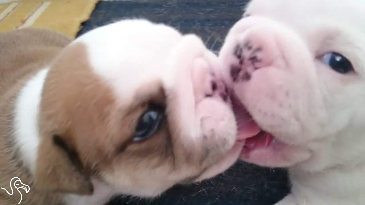 These Animals Are All About Kissing And Making Up