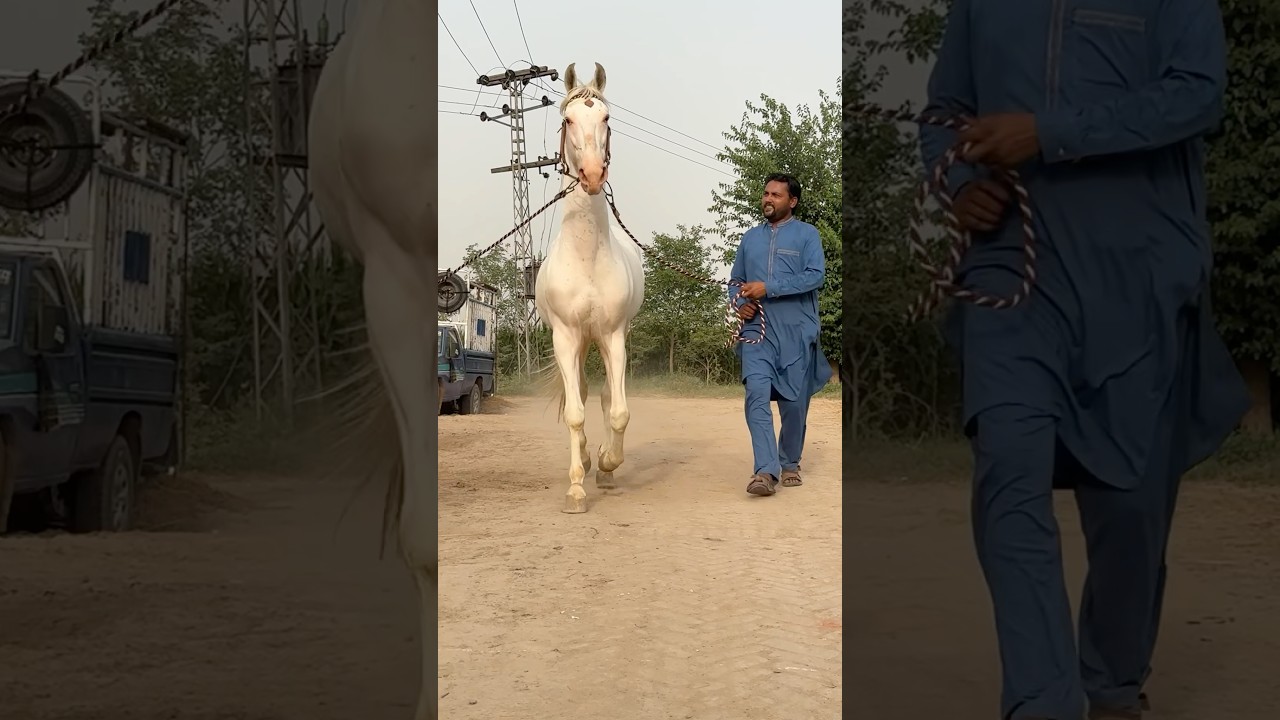Rani Ka Dulha Charda Soraj