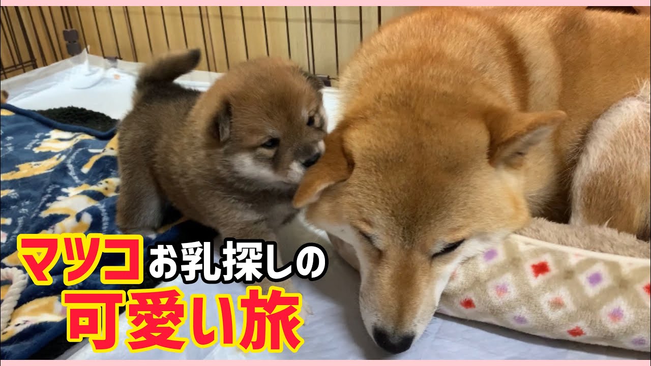 柴犬子犬マツコ、柴犬みかんママのお乳探しの可愛い旅