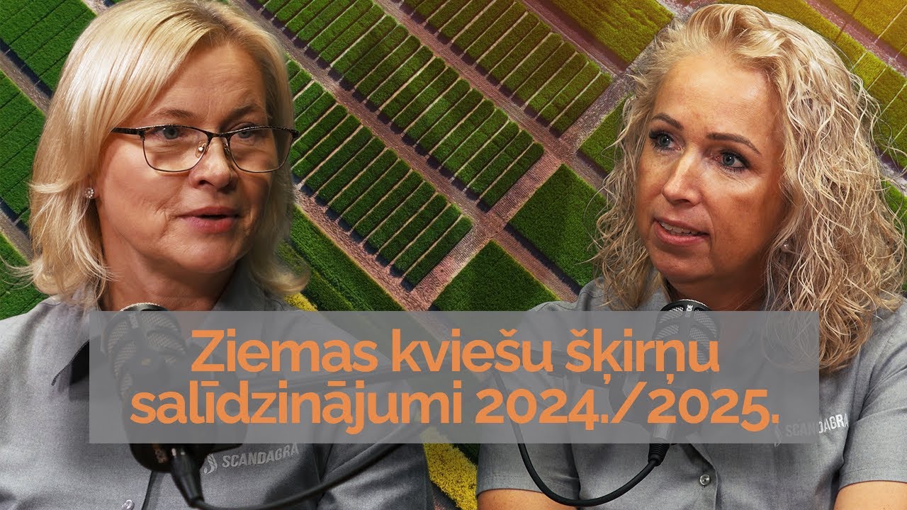 Ziemas kviešu salīdzinājumi 2024./2025.