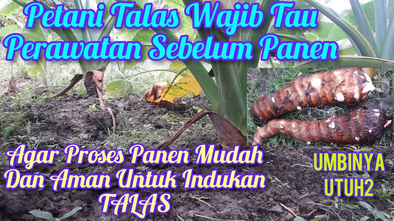 Cara Merawat Talas mbote atau keladi 1 bulan sebelum panen teknik cungkil