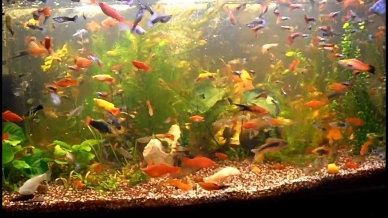 Planted Livebearers Tank - Bitkili Canlı Doğuran Akvaryumu 25.08.2013 HD