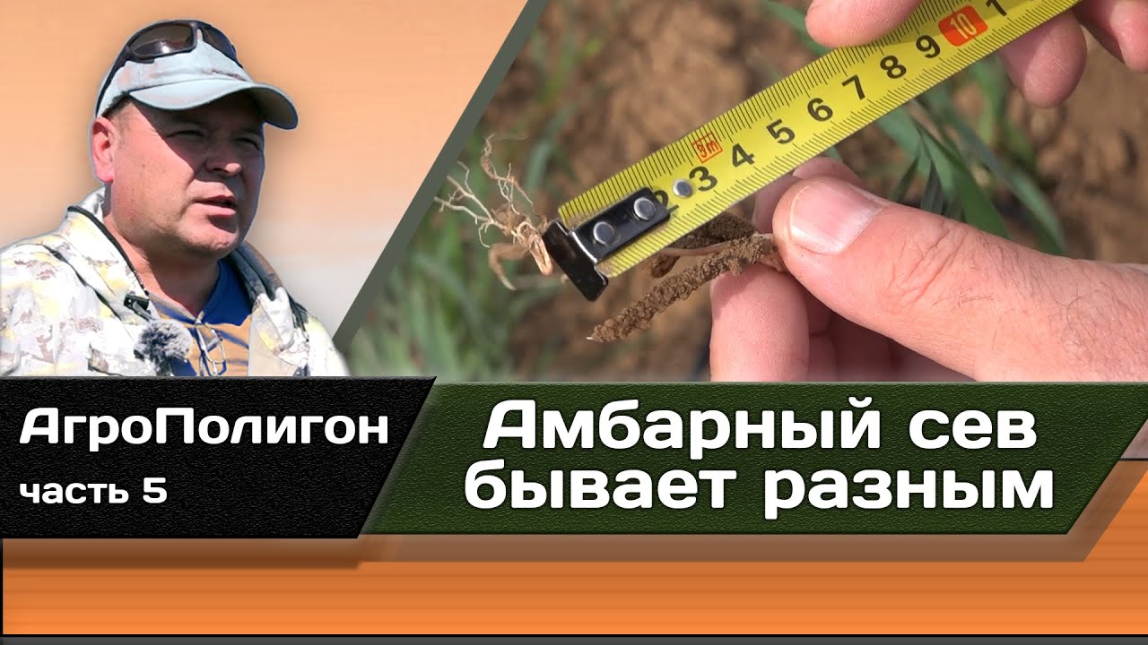 Амбарный сев бывает разным