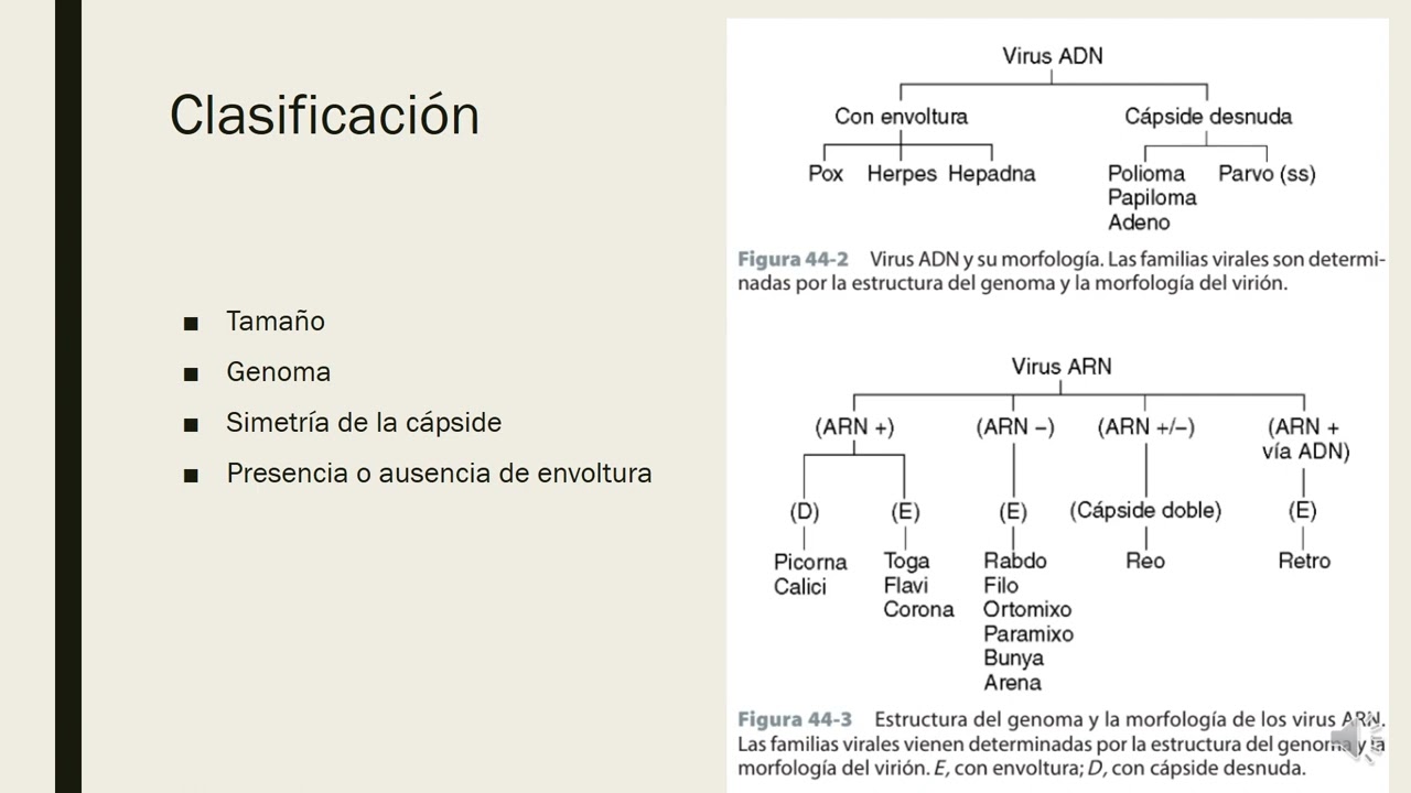 Generalidades de virología 2024 1