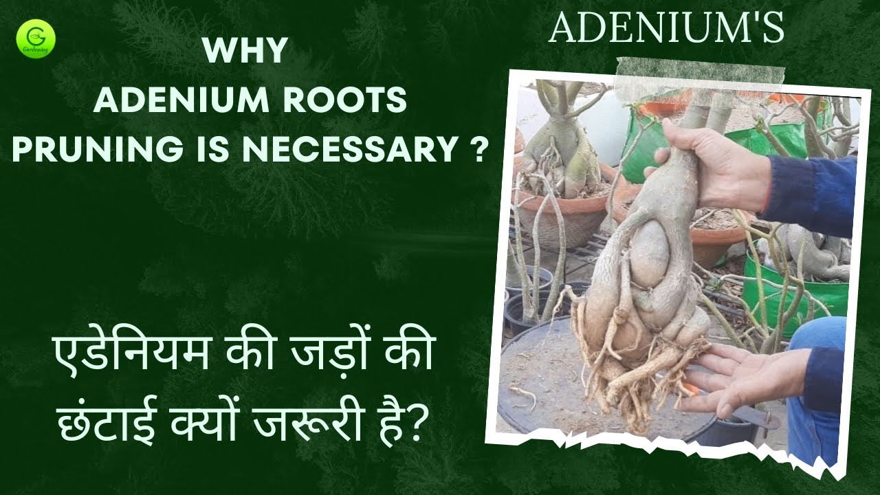 How to Prune Adenium // Adenium Roots Pruning // Adenium Care