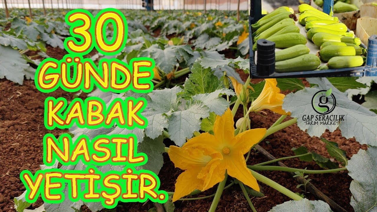 Kabak Yetiştiriciliği Nasıl Yapılır ? ve Nasıl Beslenir.