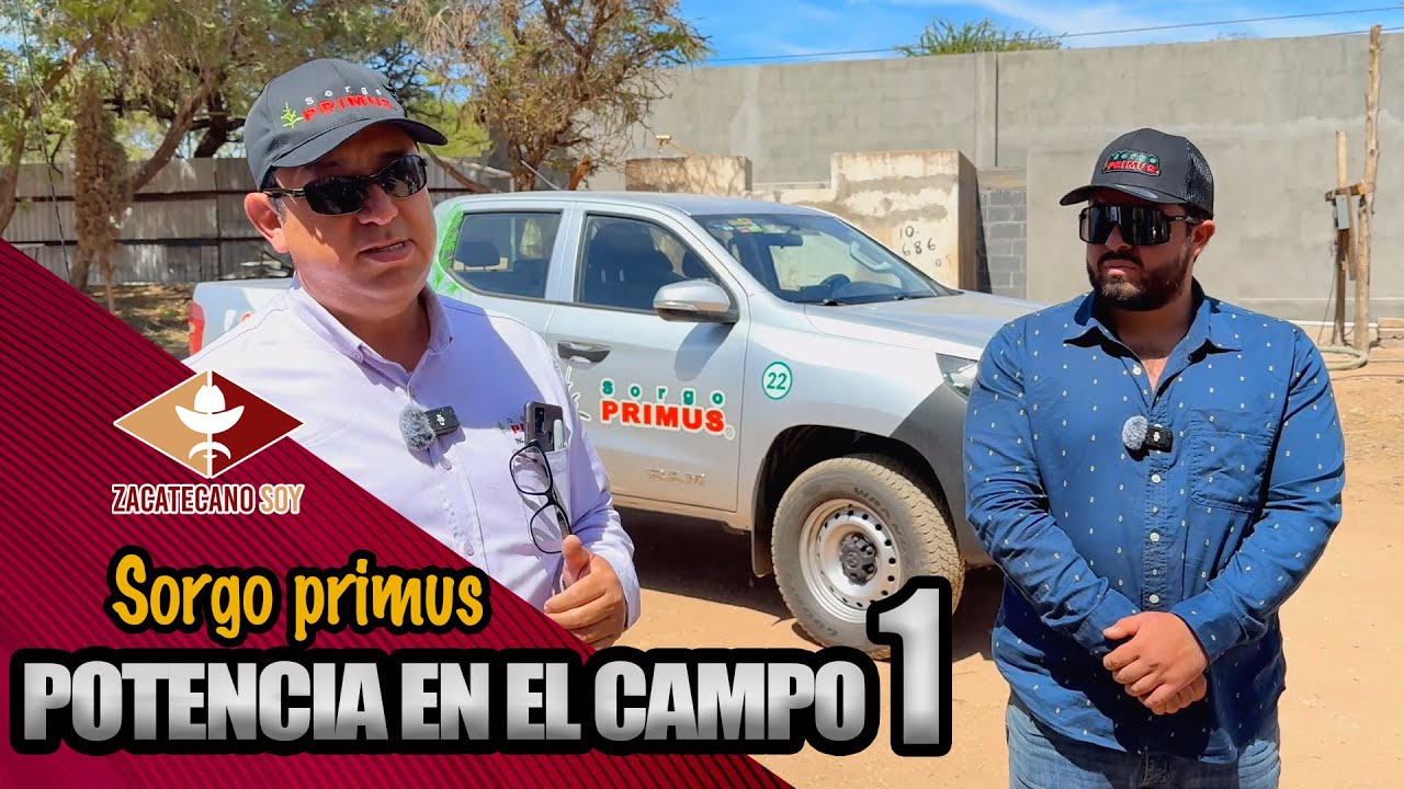 SORGO DE ALTO NIVEL primus al 100