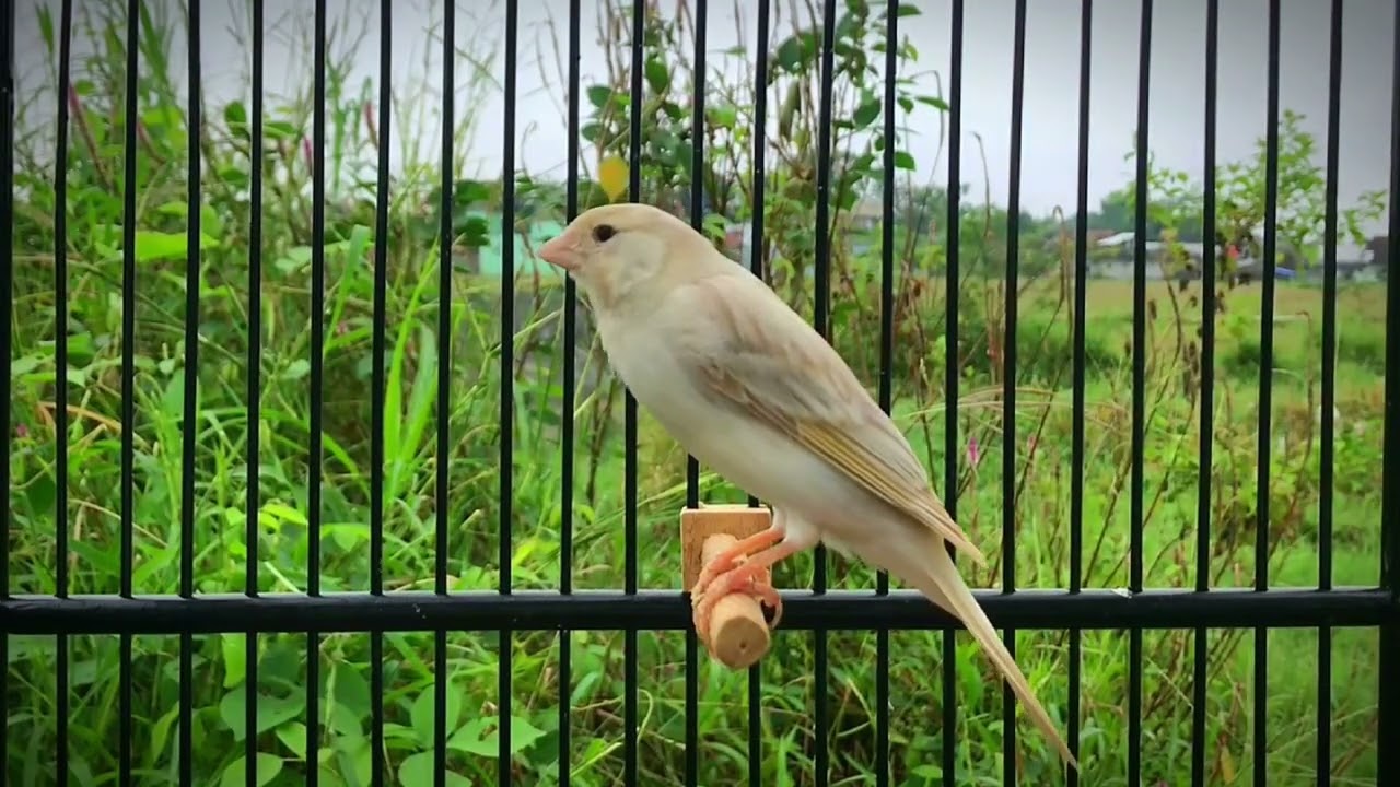 A Special Canary to Seduce All The Canaries ‼️ The Belgian Canary Training🐦