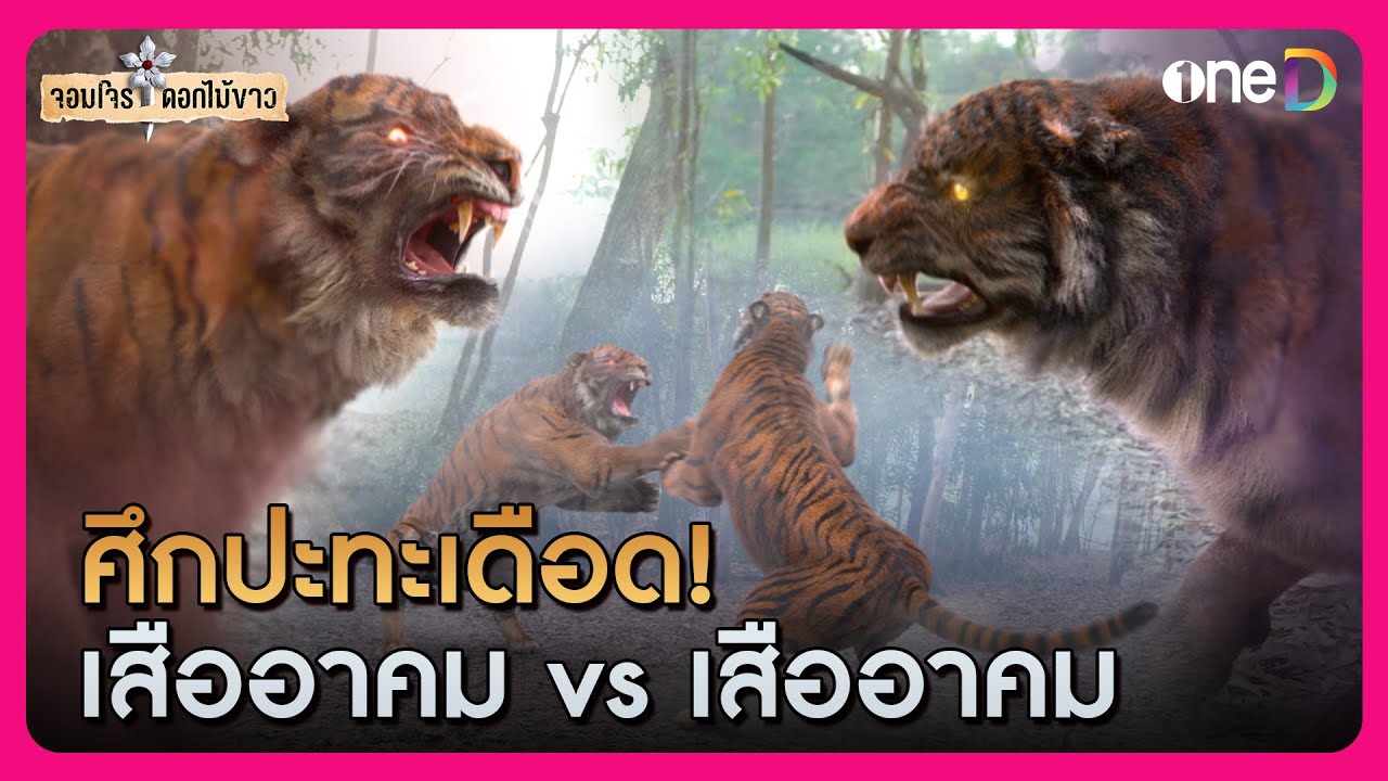 ศึกปะทะเดือด! เสืออาคม vs เสืออาคม | Highlight #จอมโจรดอกไม้ขาว EP16 | ดูย้อนหลังฟรีทางแอป #oneD