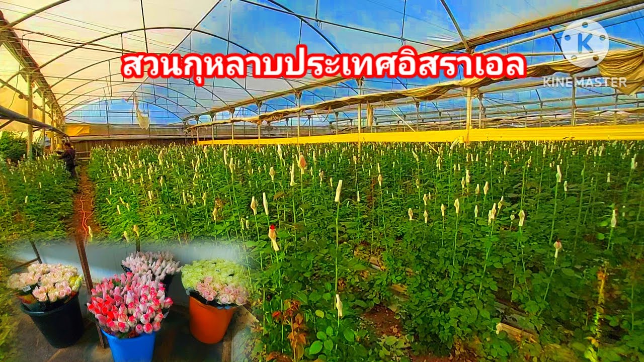 แรงงานไทยในประเทศอิสราเอลทำงานสวนกุหลาบ