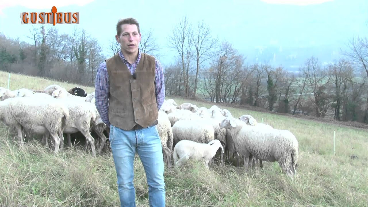 L'agnello sambucano