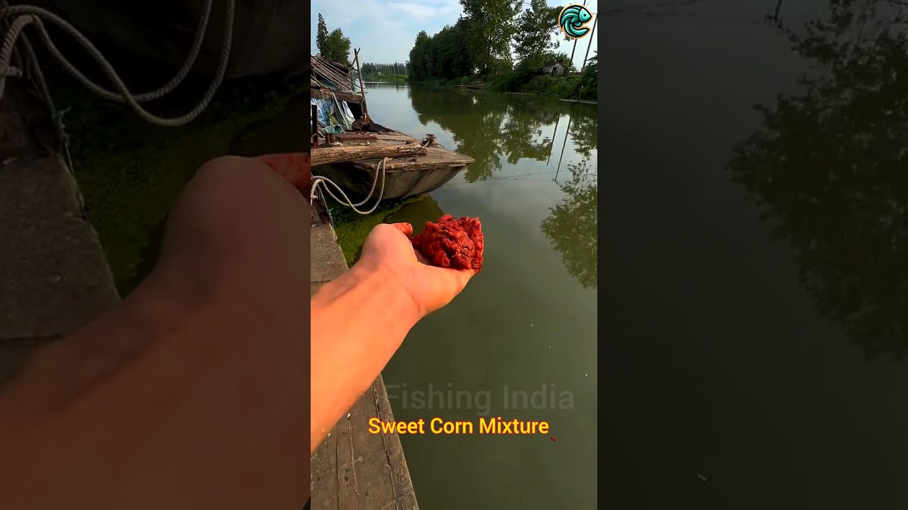 Massive Carp Caught with Sweet Corn! | Simple Bait🌽 Shocking Result 🫣🐟
