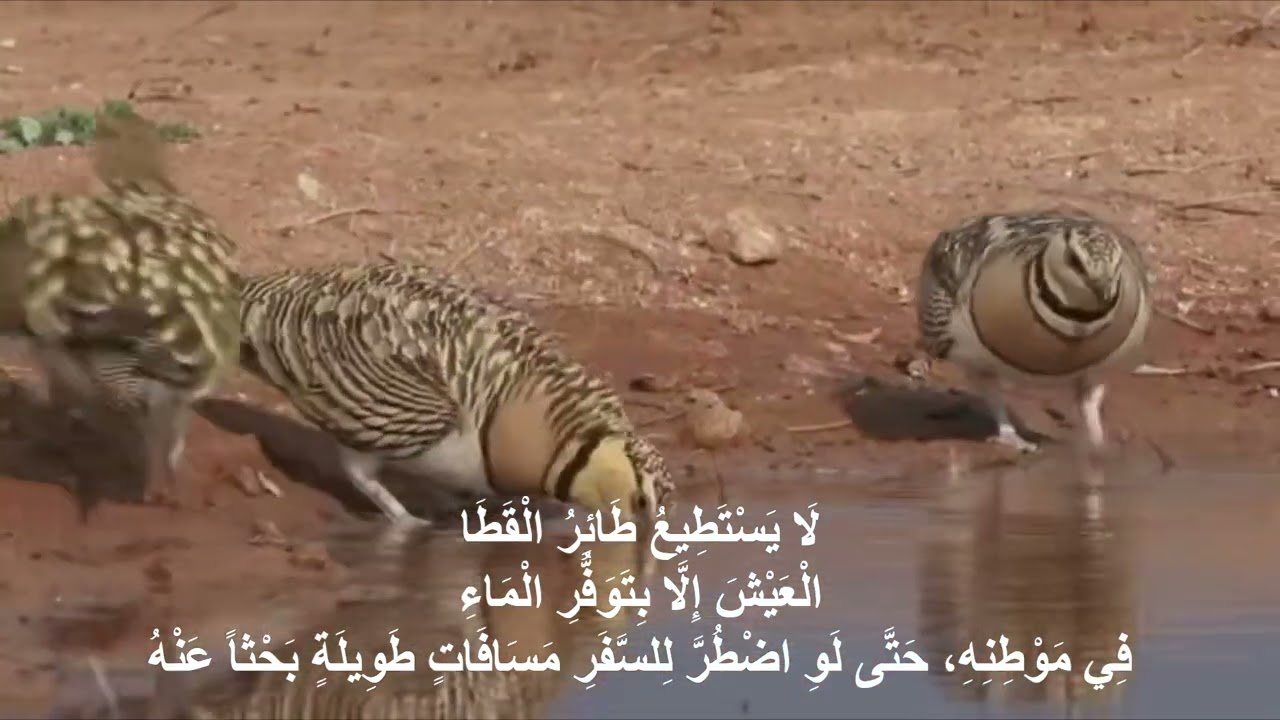فادي (طائر القطا )