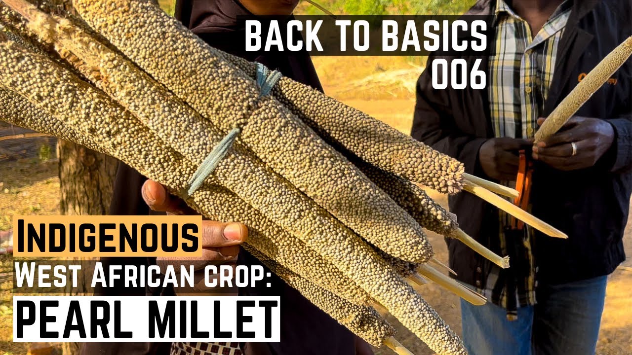 Pearl Millet | Intro and Uses in Benin, West Africa | Pearl Millet Benefits | Back to Basics | 006