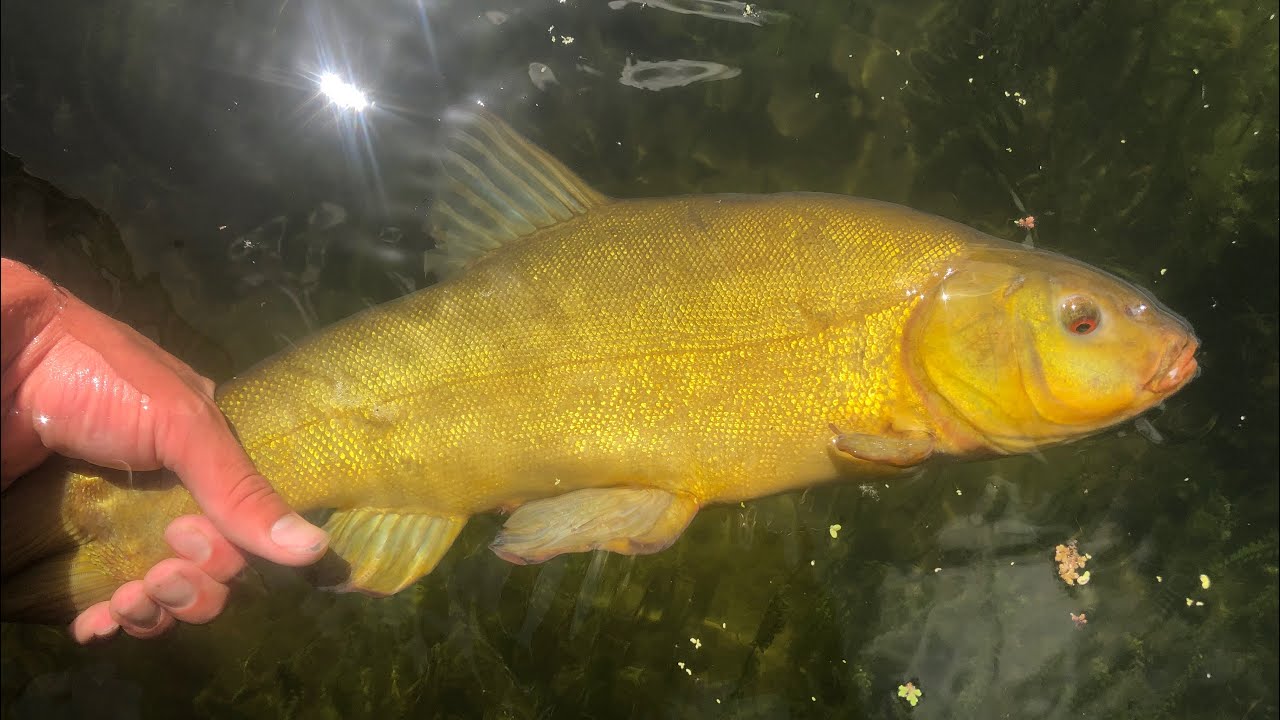 Catching TENCH In New Zealand