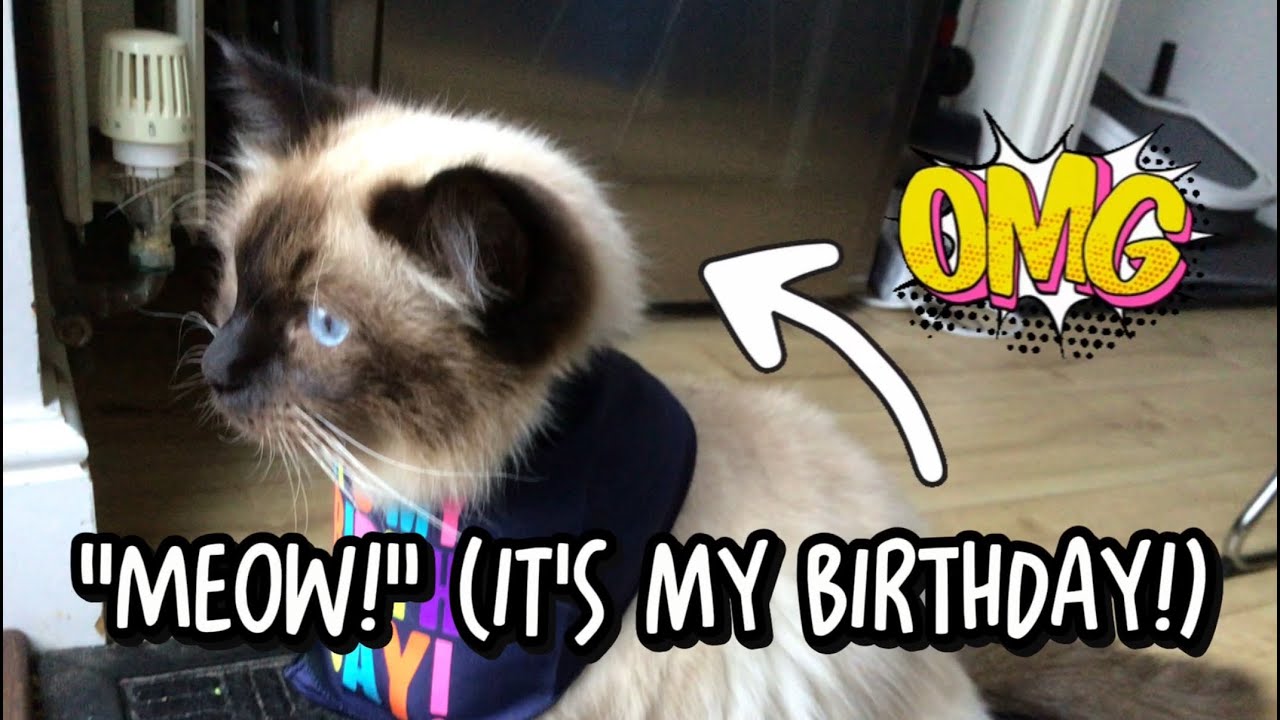 Happy birthday Luma and Mochi!
