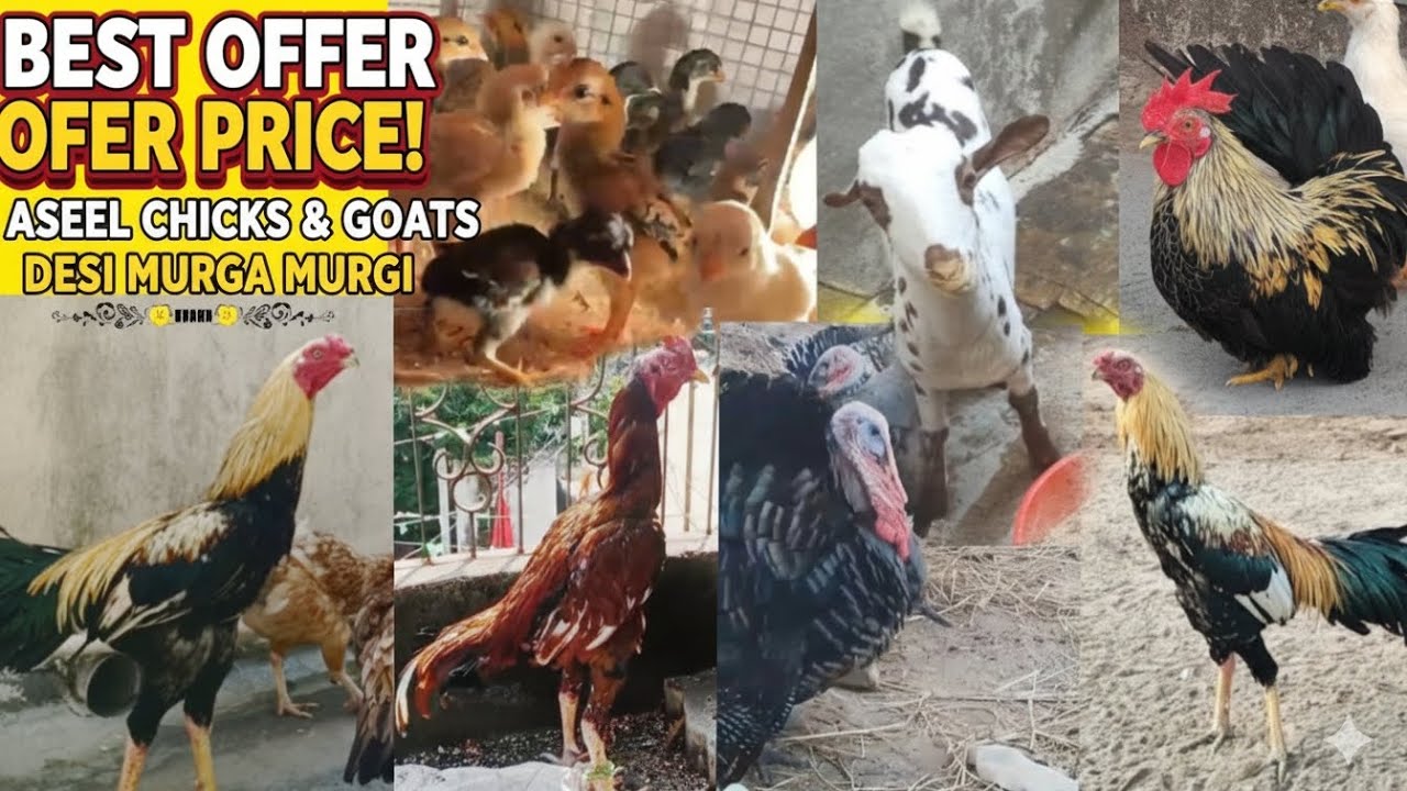 Offer price Aseel chicks Dasi murga murgi for sale in Hyderabad ❤️
