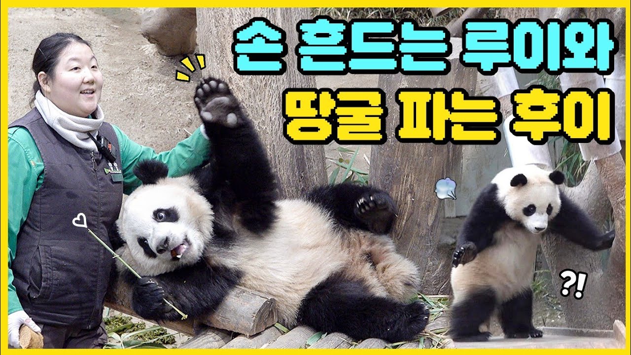 🐼하다하다 이젠 땅굴까지 파기 시작한 후이 ㅋㅋㅋ🤣 이모랑 손잡고 손 흔들며 인사해주는 루이🐾💜 #루이바오 #후이바오 #panda