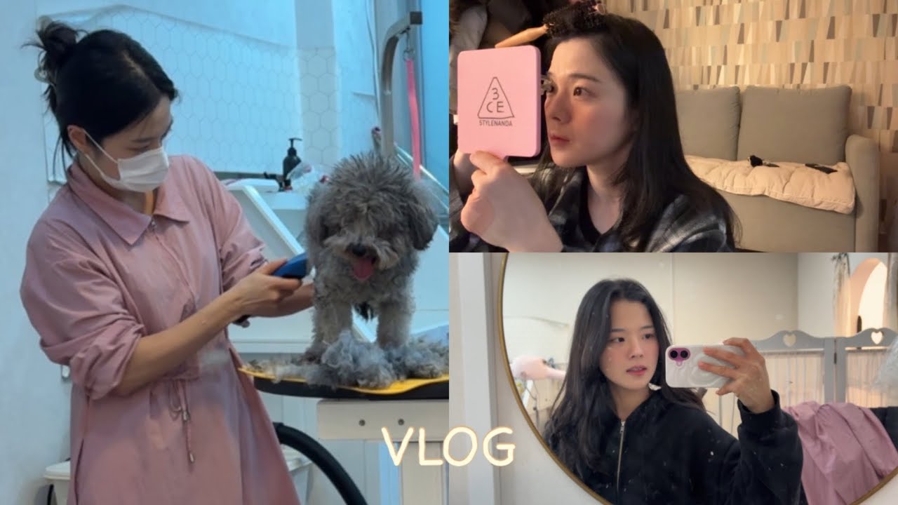 [VLOG] 나는야 애견미용사💈🐾✂️ 말티즈, 포메, 실버푸들, 요키까지💚 강아지 천국💕