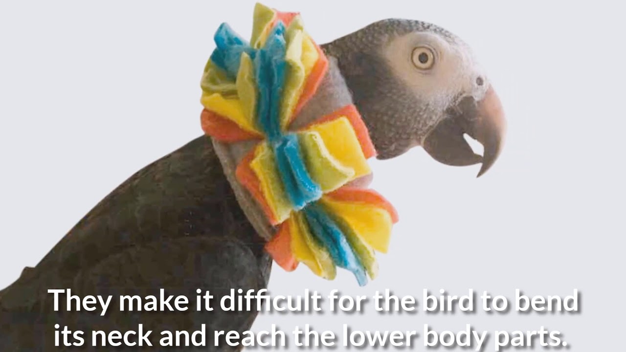How to Measure Your Parrot for a Bird Collar