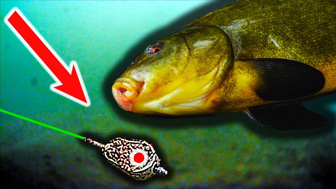 TIPPS fürs Friedfisch-Angeln! SO fangt ihr MEHR Fische! | LIVEBISS und Unterwasser-Aufnahmen
