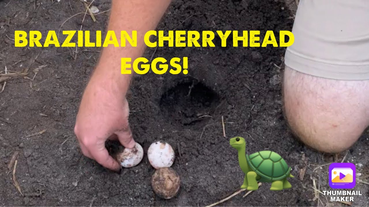 Brazilian Cherryhead tortoise laid eggs!