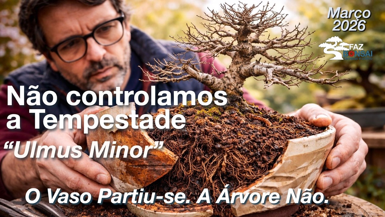 Ulmus Minor - Não Controlamos a Tesmpestade: O Vaso Partiu-se. A Árvore Não.