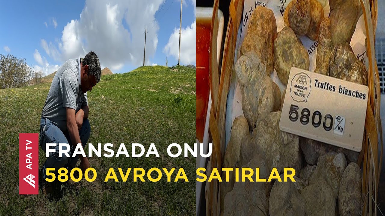 Qızıl qiymətinə olan göbələk – Naxçıvanda dombalanı belə bişirirlər - APA TV