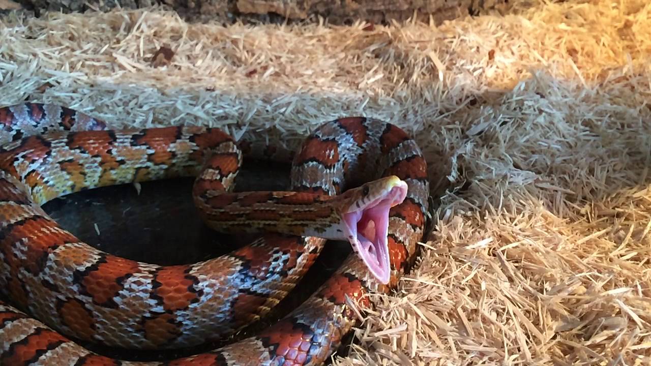 My corn snake yawning