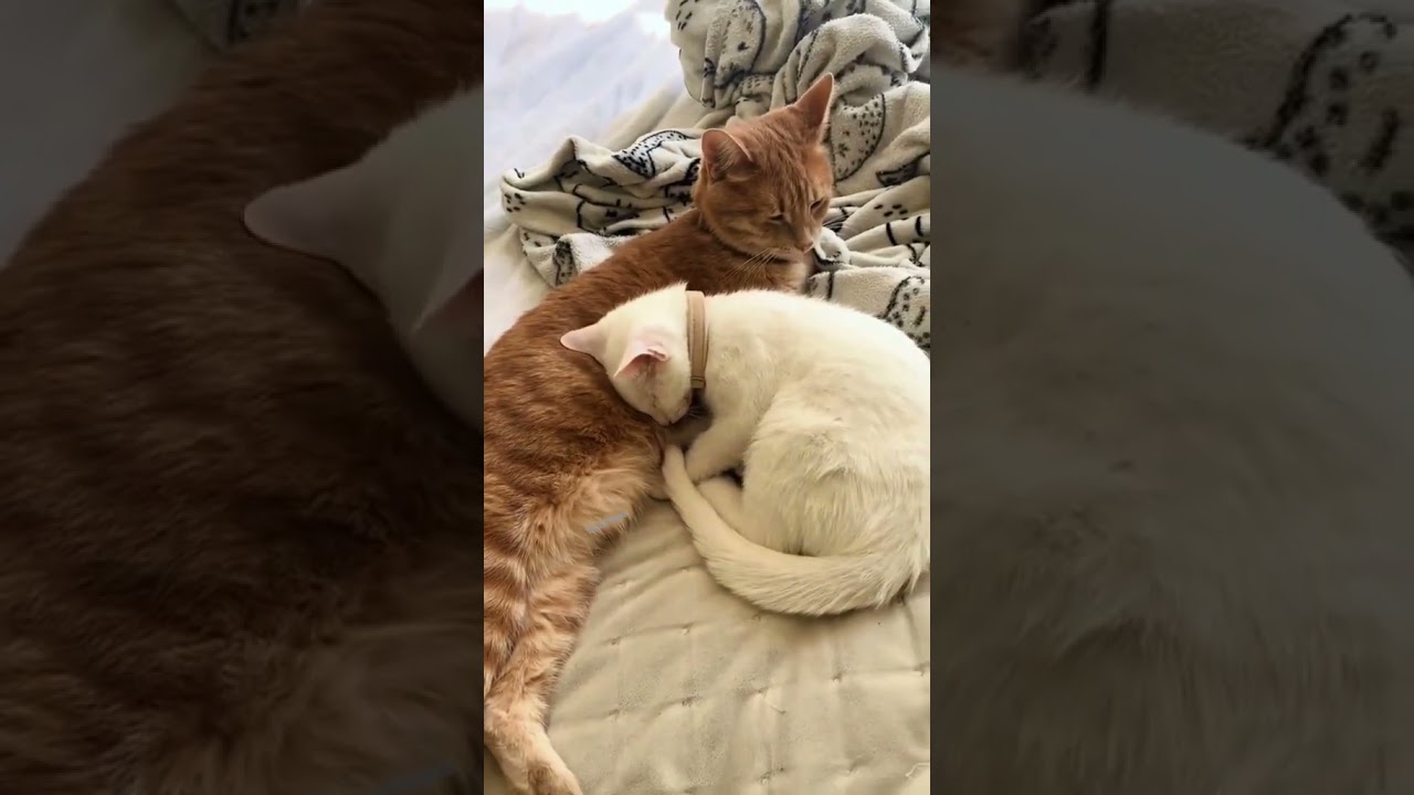 хвостатая няшность