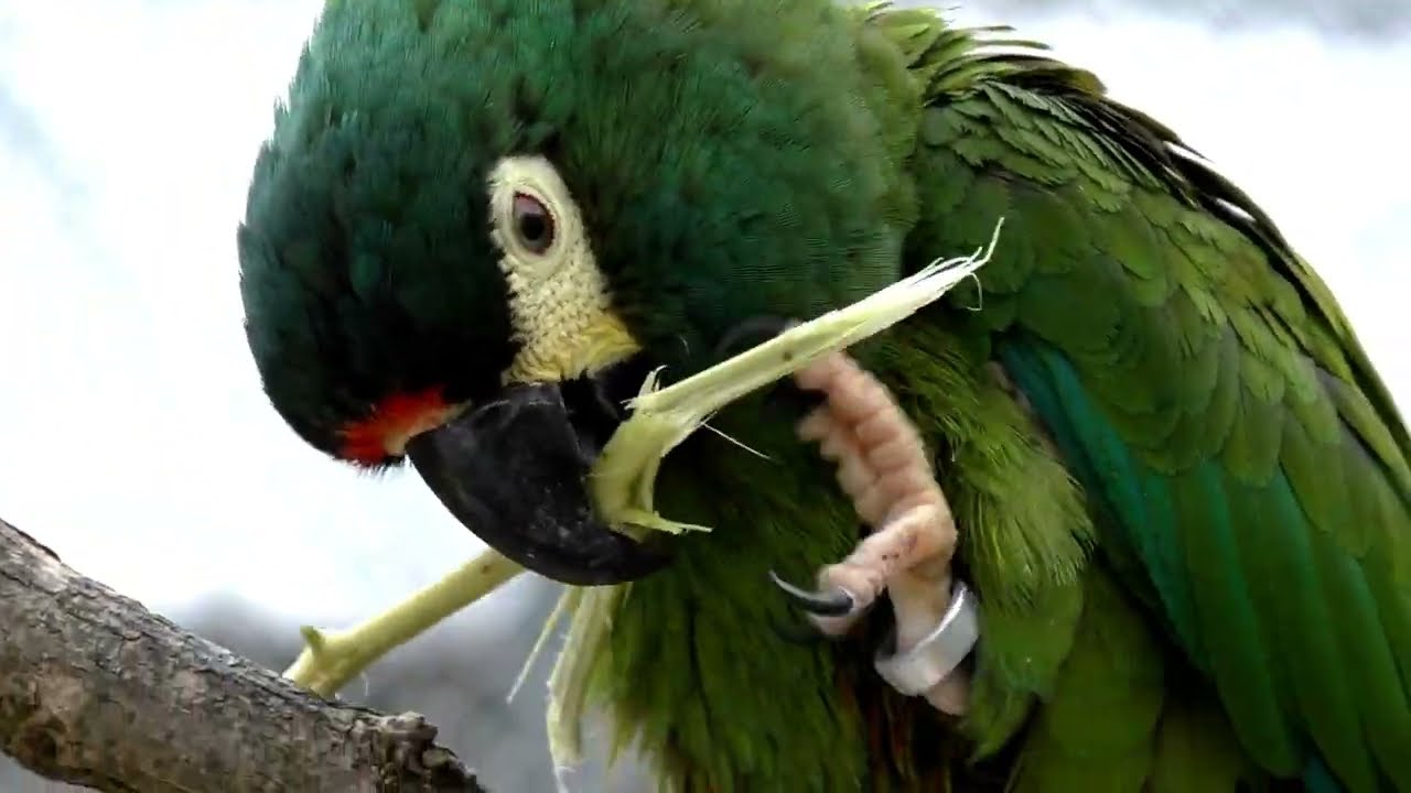 Blue winged macaw parrots few moments a day