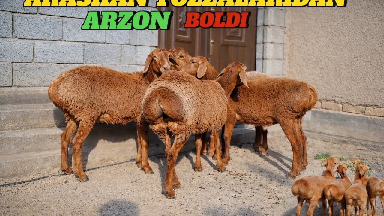     🇰🇬🏆REKORD ARZON BOLDI 💯😱 3600 DAN BUNAQA NARXDA BOLMAGAN😱