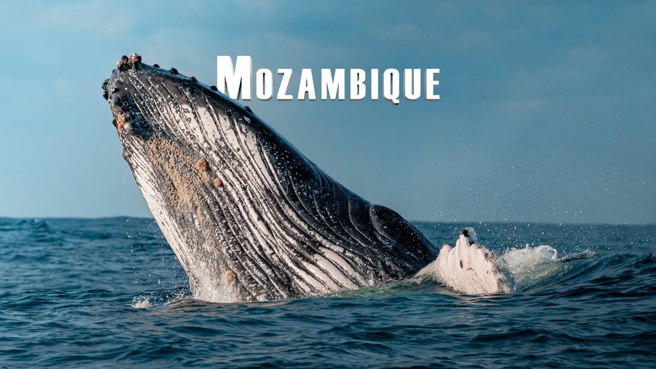 30 Days in Mozambique Following the Humpback Whales | Diving in the Indian Ocean