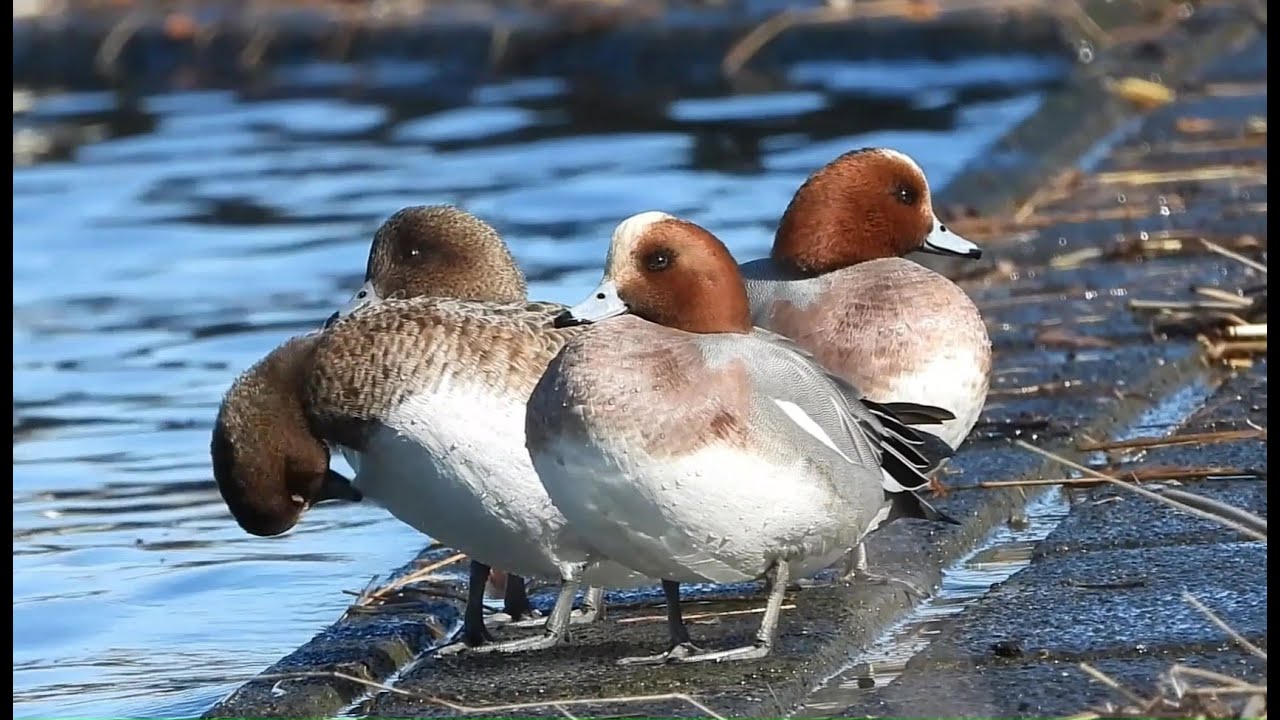 Calm Sea Moments with a Flock of Eurasian Wigeons