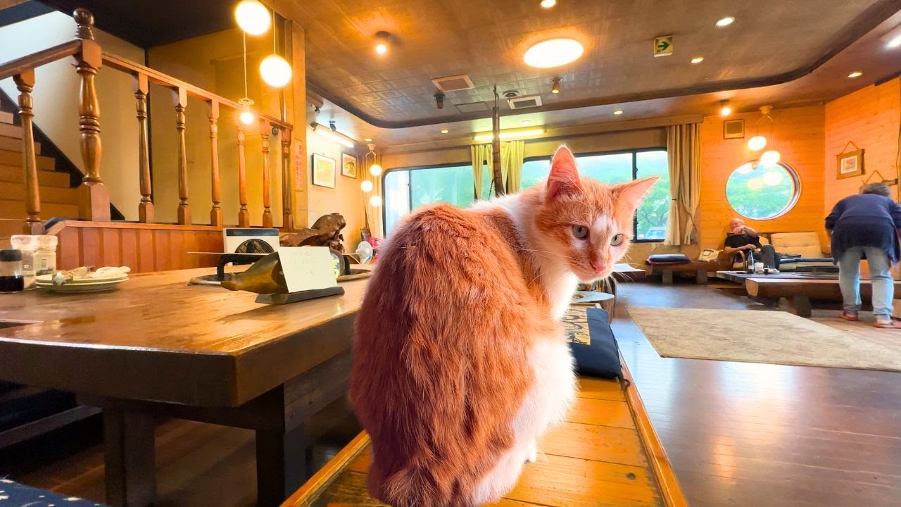 Остановились в отеле для кошек в японском стиле🐈🐱🥰  | Onsen ryokan with cats. | Shichirigawa Onsen