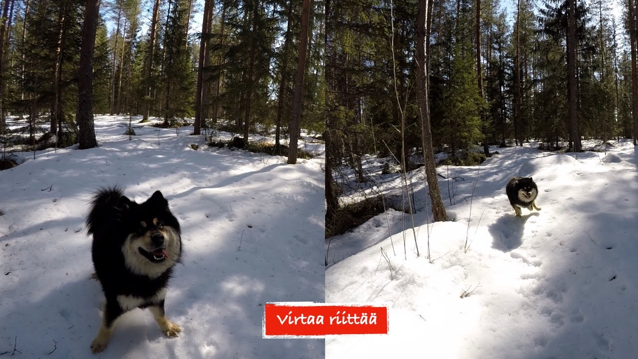 Lapinkoira Jerry, virtaa riittää