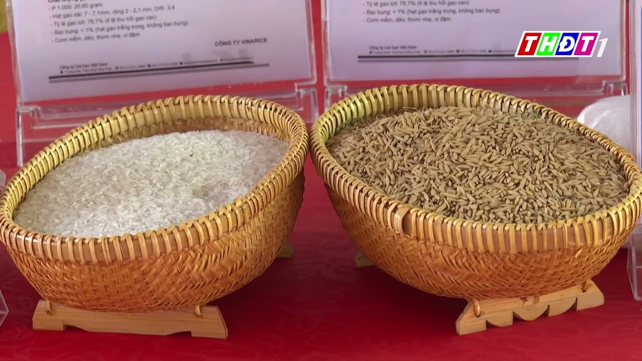 VNR98 - GIỐNG LÚA MỚI NHIỀU TIỀM NĂNG CHO NÔNG DÂN MIỀN TÂY