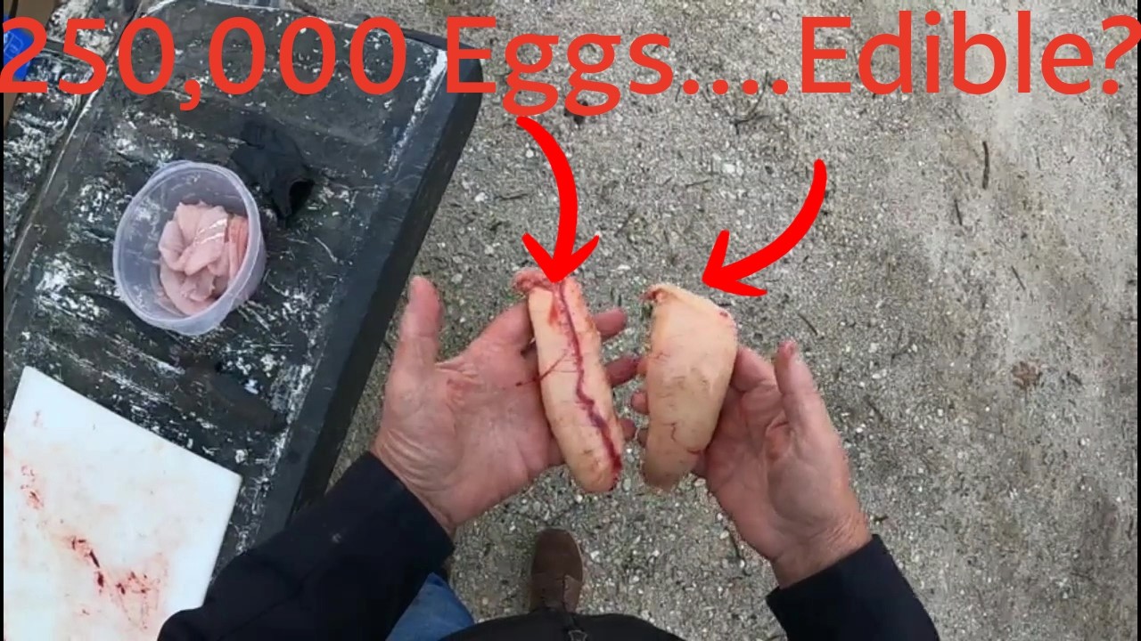 Eating eggs from the Tastiest freshwater Fish in America! #fishing #walleye