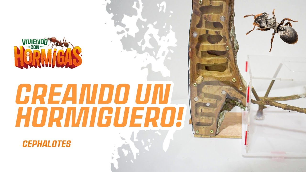 Hormiguero de madera para Cephalotes