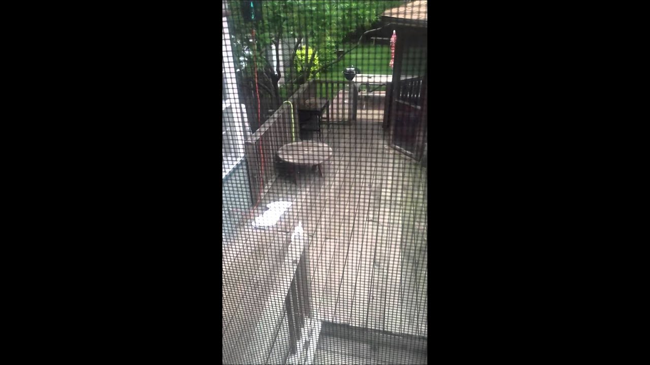 Patch is now scared of the dog door 1/4