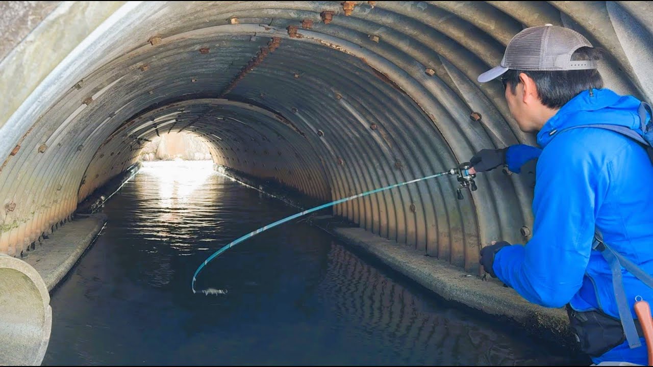 用水路の小さなトンネルに潜む渓流魚たち