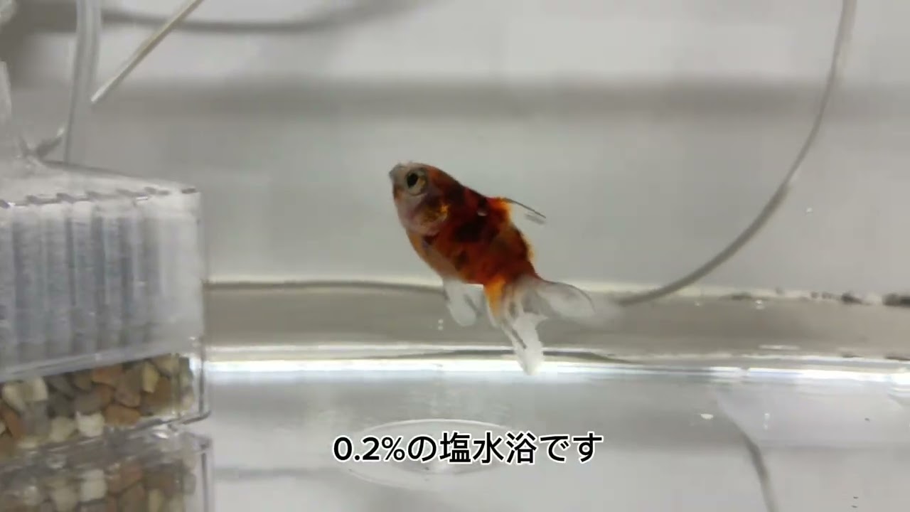 新しい金魚を購入！すぐトラブル…