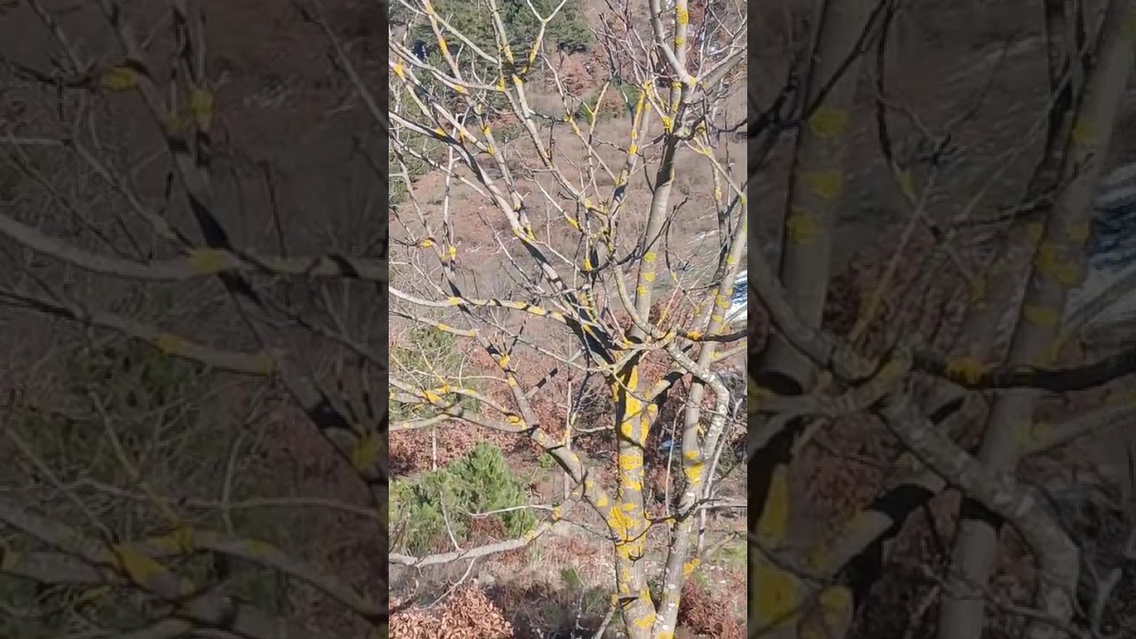 Bolu Mudurnu da Taşkesti belediyesine 8.k