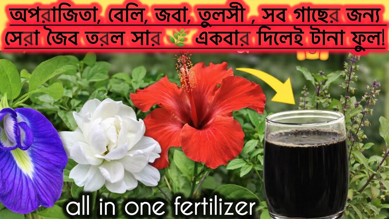 সব গাছের জন্য সেরা জৈব তরল সার 🌿 একবার দিলেই টানা ফুল! 😱/ hibiscus / mogra / aparajita / tulsi 