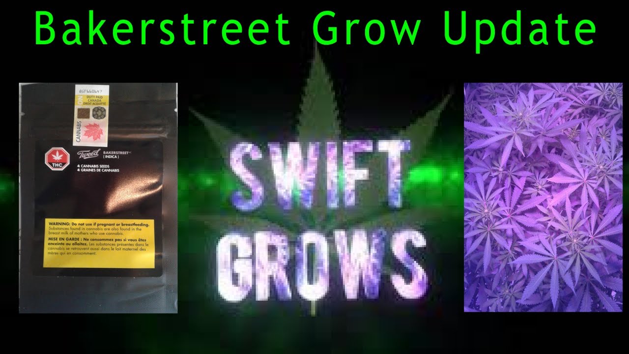 OCS Seeds Review | Bakerstreet Grow Update