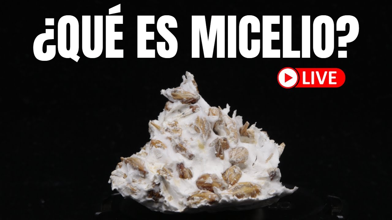 El biomaterial del futuro 🍄 Todo lo que necesitas saber | Micomateriales