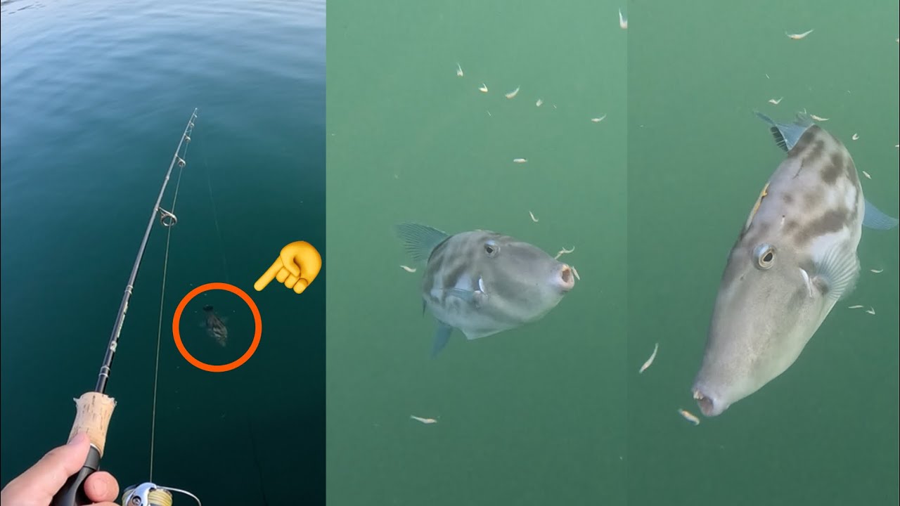 【ウチノ海筏】赤アミに寄ってきたウマヅラハギを狙ってみた